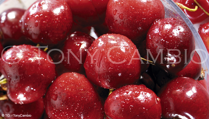 A Fresh Bowl of glistening Cherries