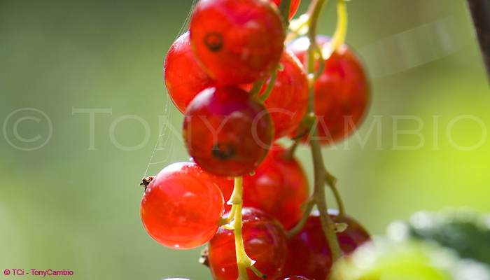 Jewel like Redcurrants in the wild entangled in a spiders web